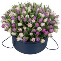 151 boxed tulips 